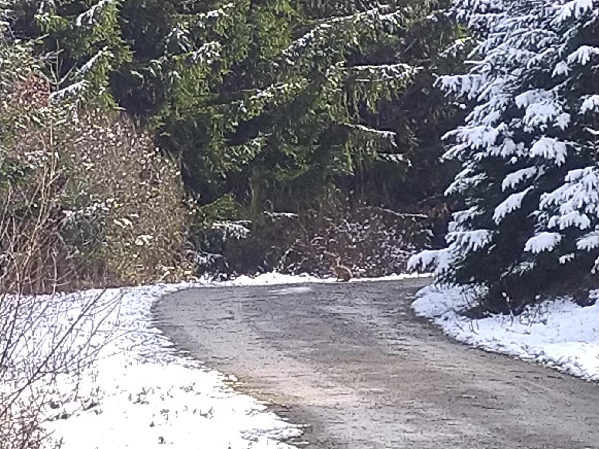 Appartement Urlaub Mit Hund Auf Dem Bauernhof Hofswald à Euscheid Extérieur photo