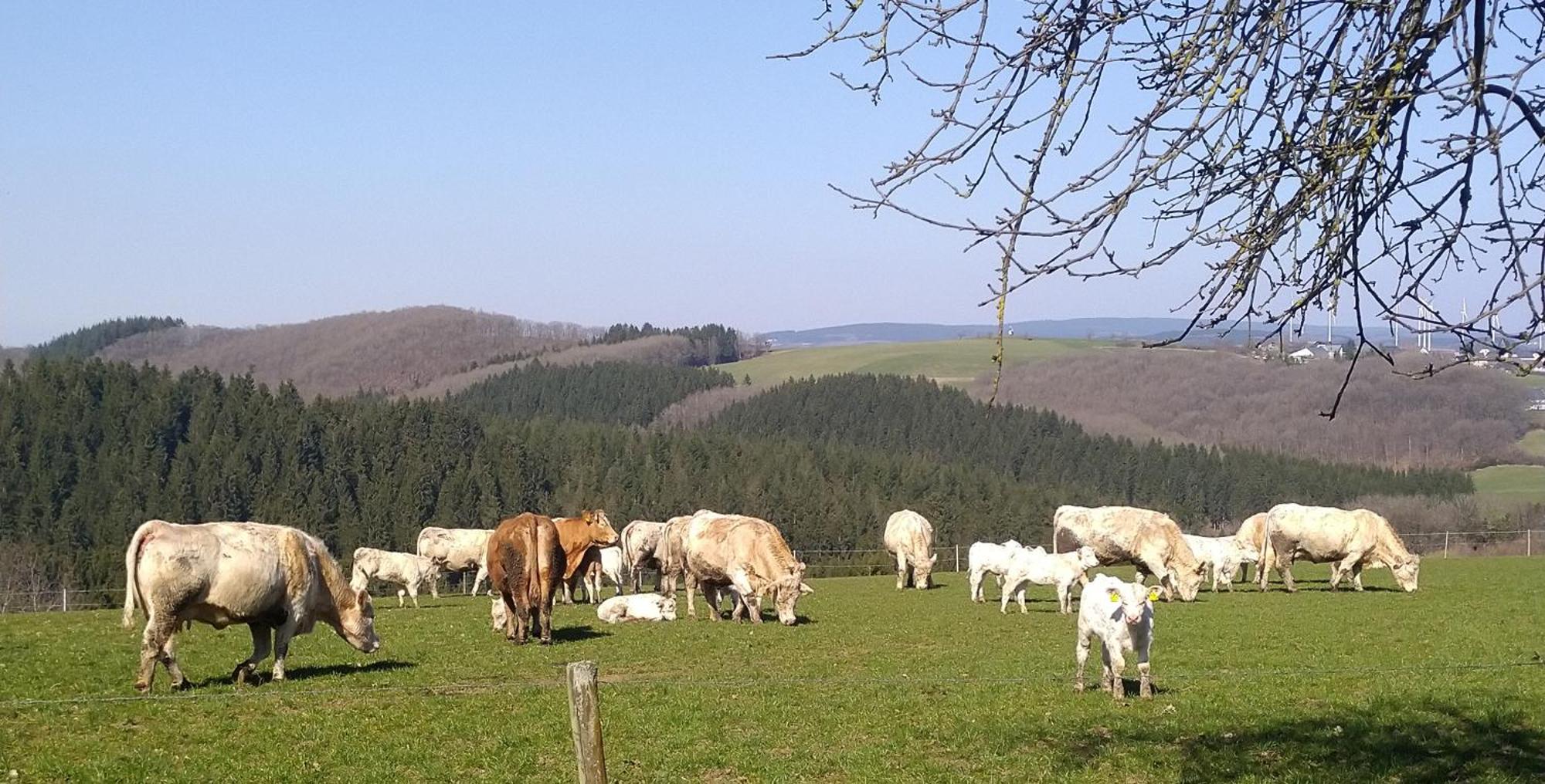 Appartement Urlaub Mit Hund Auf Dem Bauernhof Hofswald à Euscheid Extérieur photo