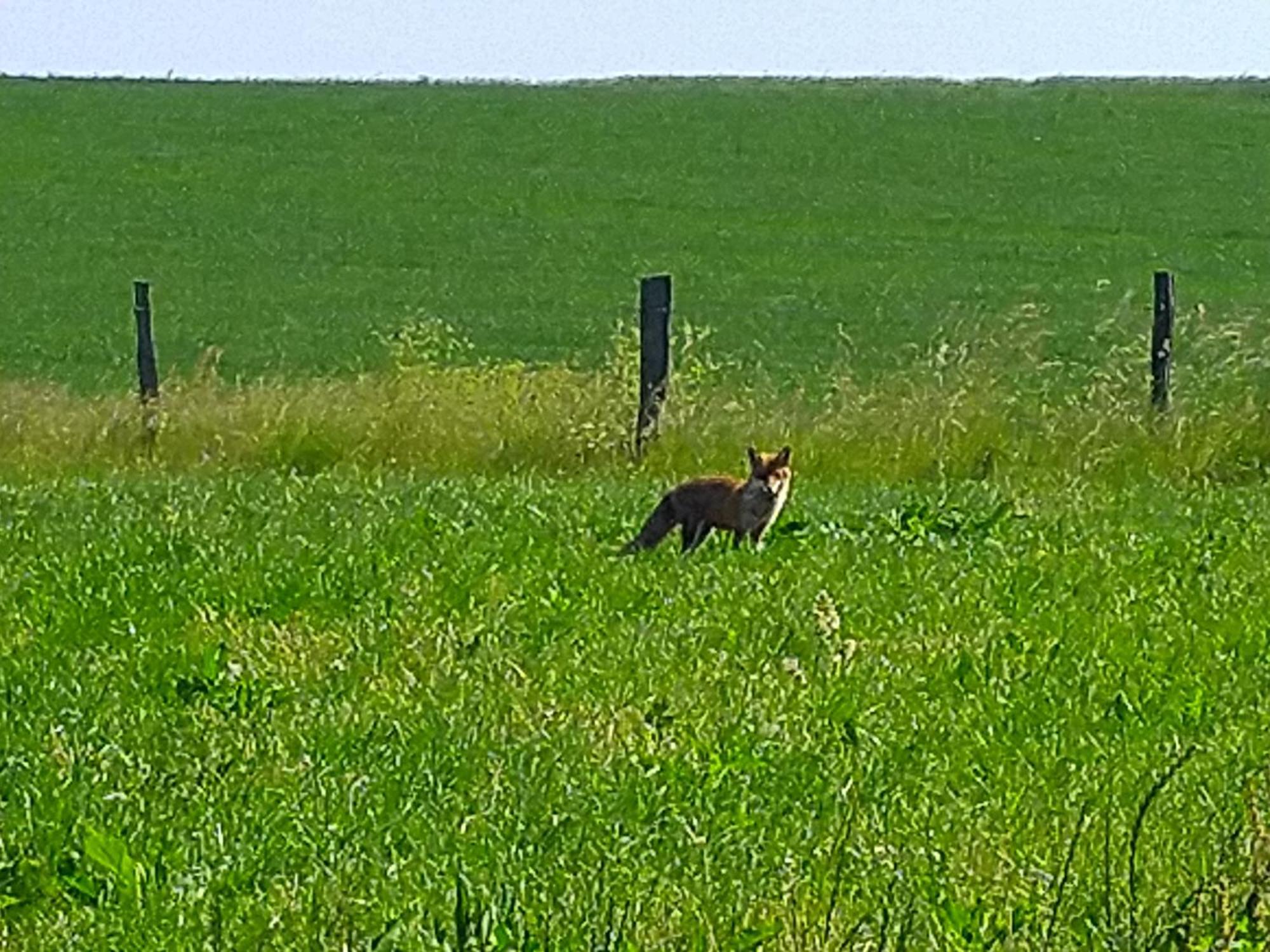 Appartement Urlaub Mit Hund Auf Dem Bauernhof Hofswald à Euscheid Extérieur photo