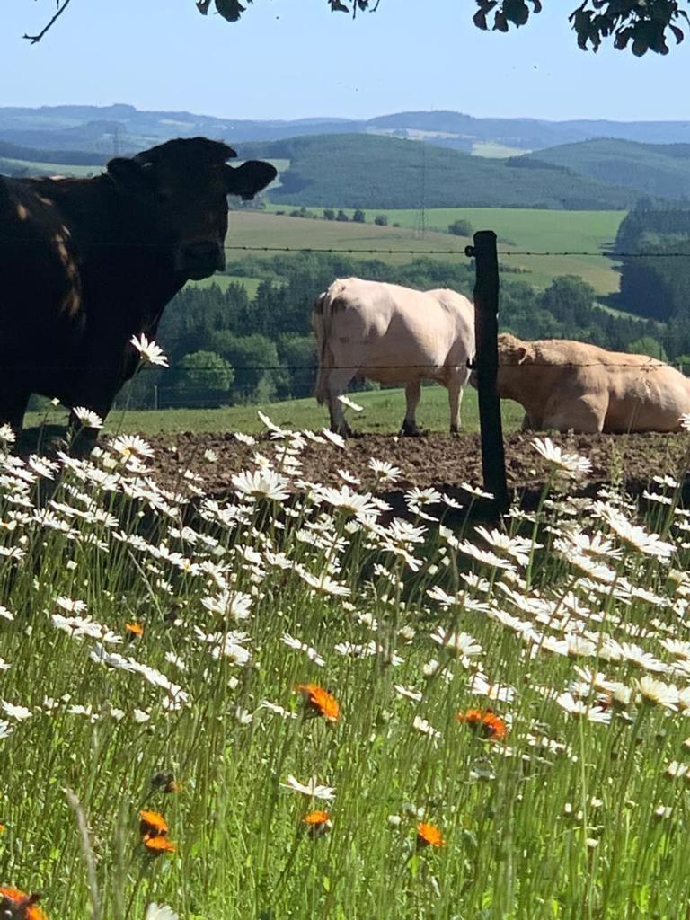 Appartement Urlaub Mit Hund Auf Dem Bauernhof Hofswald à Euscheid Extérieur photo