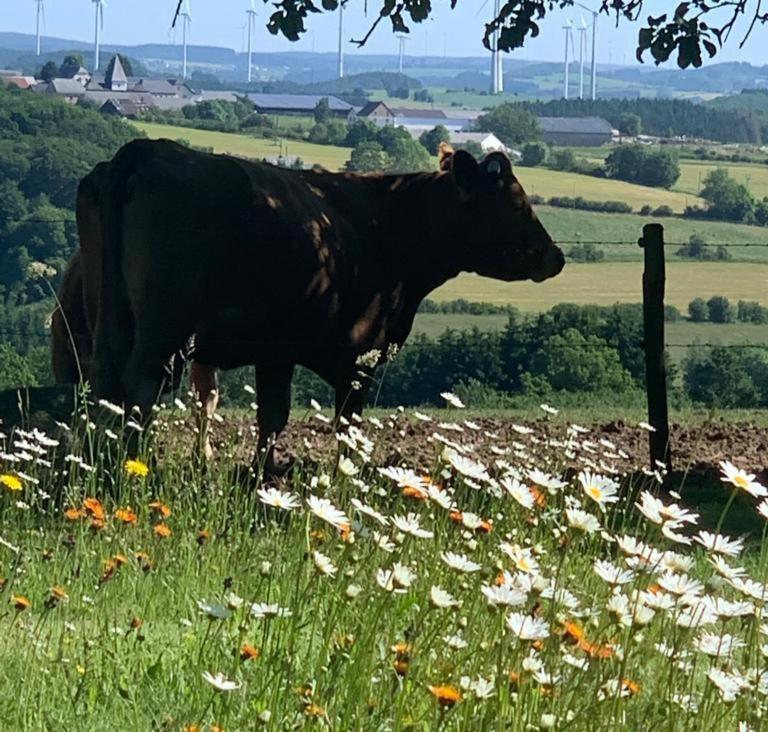 Appartement Urlaub Mit Hund Auf Dem Bauernhof Hofswald à Euscheid Extérieur photo