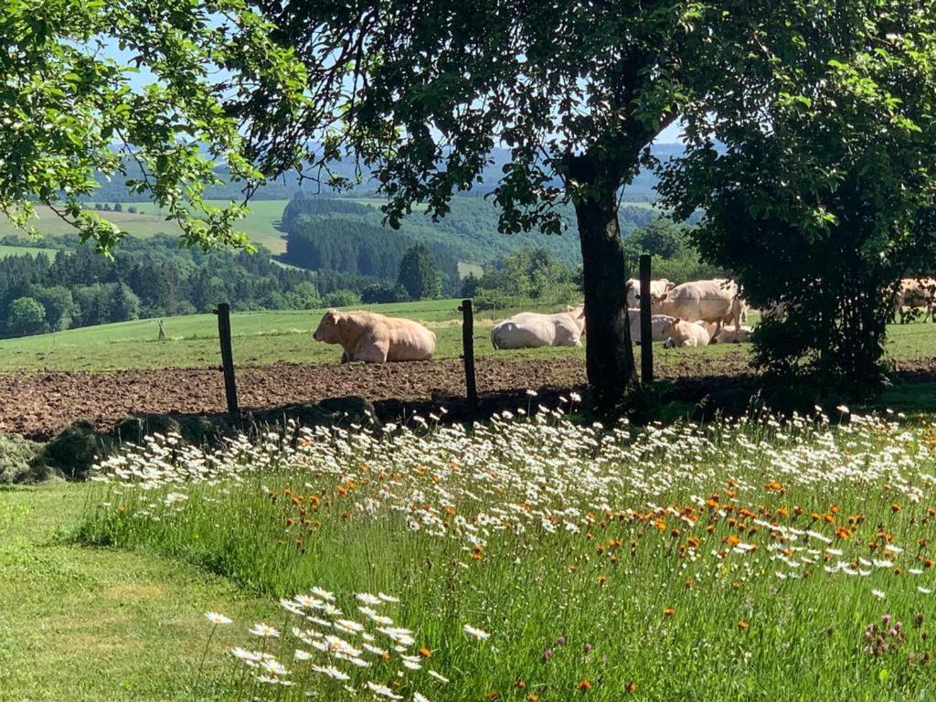Appartement Urlaub Mit Hund Auf Dem Bauernhof Hofswald à Euscheid Extérieur photo